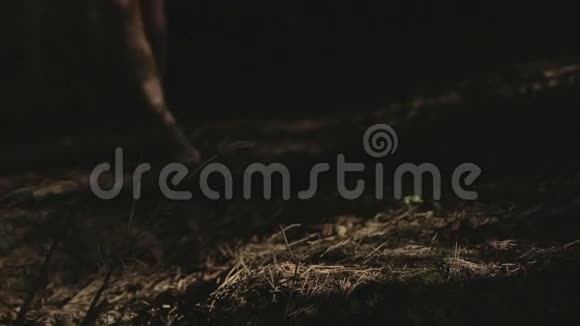 女孩赤脚走在树林里视频的预览图