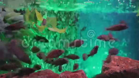 有绿色霓虹灯和大量气泡的鱼缸视频的预览图