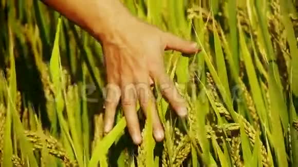 用手拂过一片田里的亚洲金稻田视频的预览图