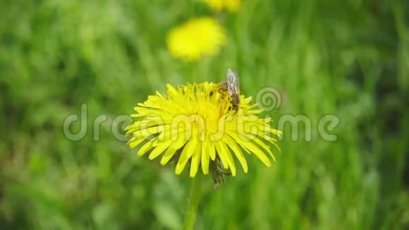 一只蜜蜂从蒲公英中采集花蜜然后慢慢飞走视频的预览图
