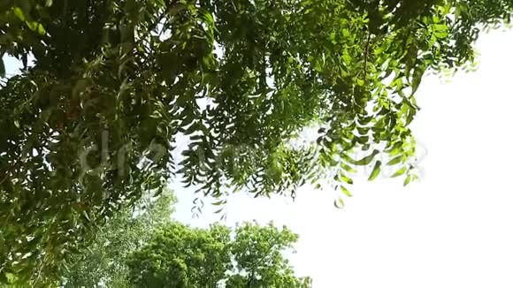 印度南印度外景寺自然背景视频的预览图