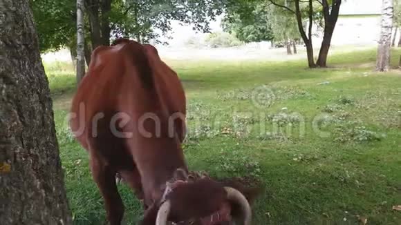在铁路附近的一片草地上一头棕色的老母牛被绑在一棵树上牛角扭曲视频的预览图