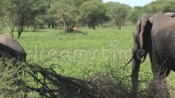 非洲母亲大象和小牛在草原上放牧视频的预览图