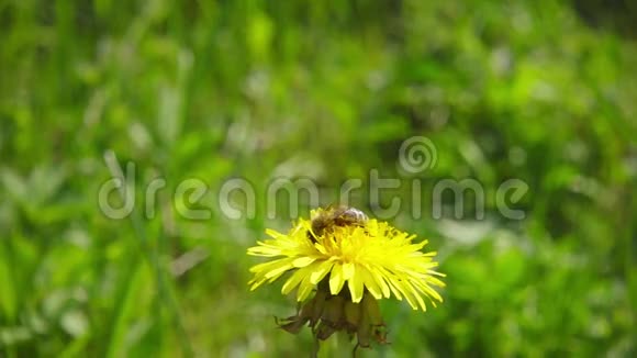 一只蜜蜂从蒲公英中采集花蜜然后慢慢飞走视频的预览图