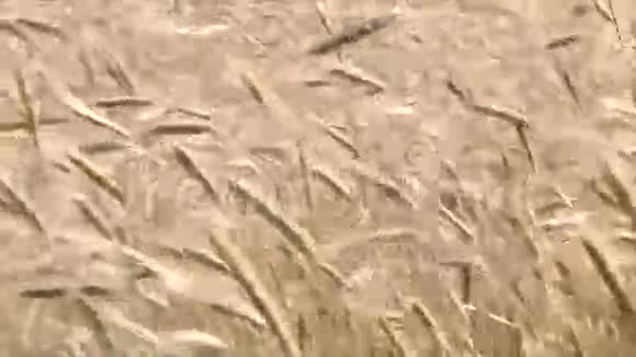 麦田在田野里成熟在阳光明媚的夏日耳朵在风中摆动视频的预览图