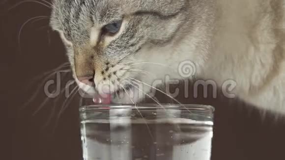 泰国猫喝水的玻璃慢镜头股票视频视频的预览图
