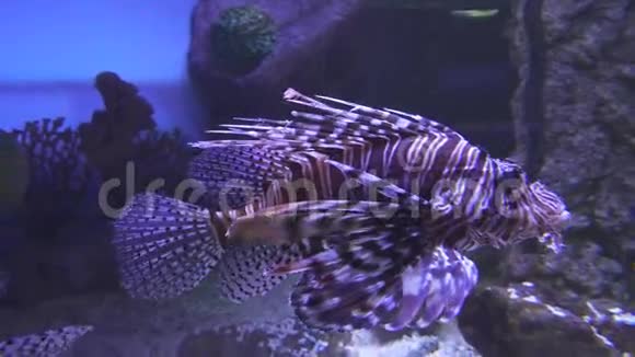 咸水水族馆里的红狮子鱼视频的预览图