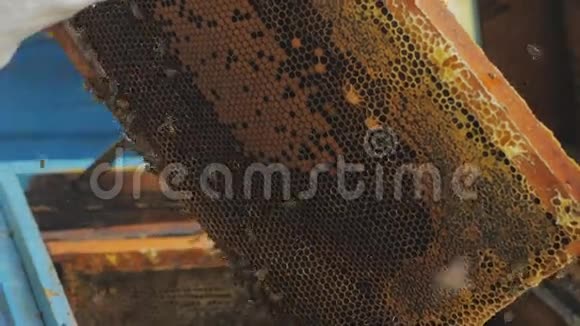 蜂窝上的蜜蜂收获蜂蜜养蜂人女士轻轻地把蜜蜂从框架中移除视频的预览图