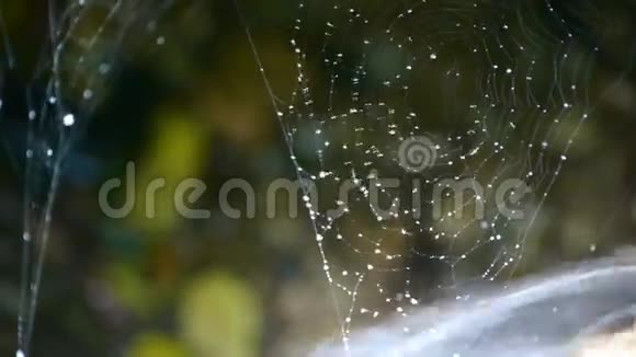 溪水旁蜘蛛网视频的预览图