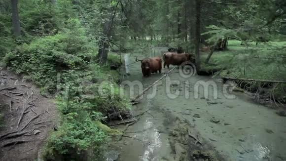 大自然中的一群公牛在河中神清气爽视频的预览图