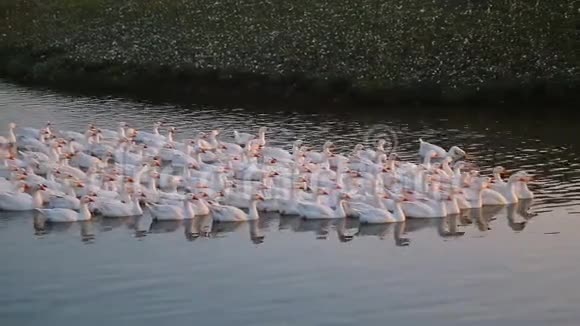 日落时分美丽的白鹅漂浮在湖面上视频的预览图