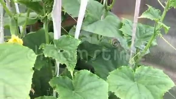 黄瓜生长在温室里视频的预览图