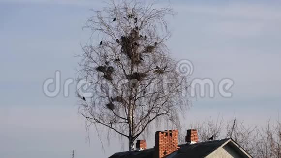 黑鸦筑巢地点在房屋上方高大树木中筑巢视频的预览图