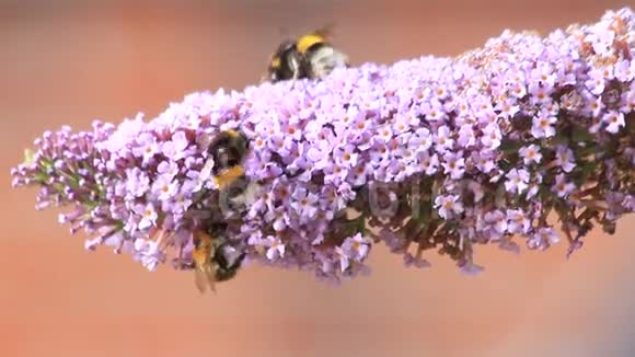 努力工作的大黄蜂在花上视频的预览图