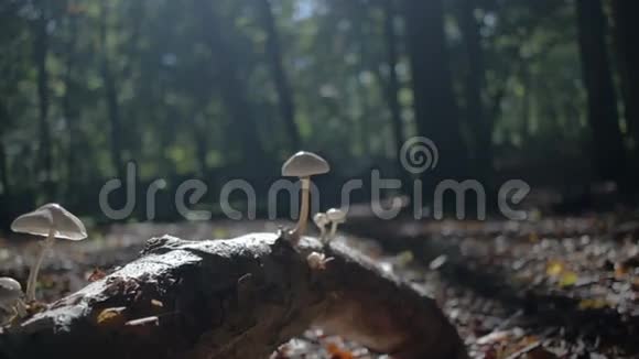 树枝阳光下的蘑菇视频的预览图