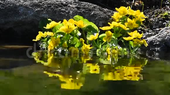 池塘水中的黄色珊瑚花视频的预览图