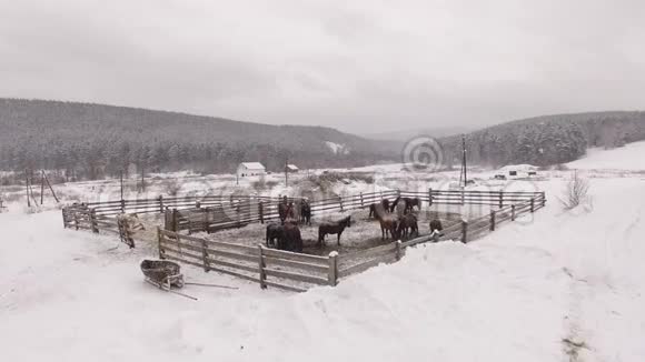 冬天围场里的马群空中飞行视频的预览图