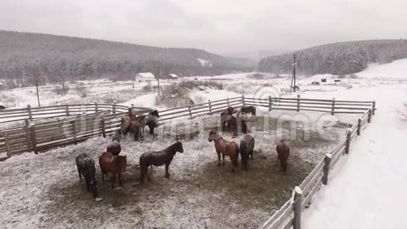 冬天围场里的马群空中飞行视频的预览图