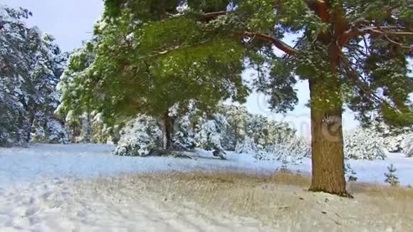 美丽的冬季景观白雪覆盖的树冬季降雪量大圣诞树的美丽视频的预览图