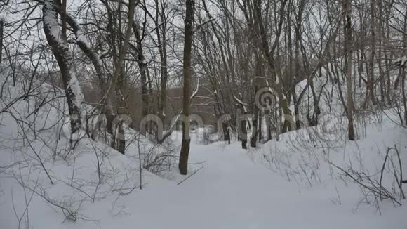霜冻干燥的大自然树枝冬天的风景在白雪皑皑的森林俄罗斯户外视频的预览图