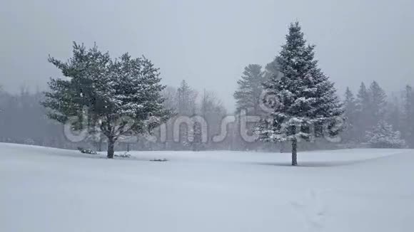 云杉和松树带来的冬季降雪视频的预览图