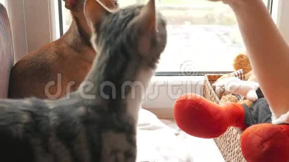 猫和狗一起在窗户边玩和主人一起玩吃饼干视频的预览图