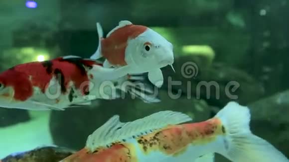 金鱼在淡水水族馆中的运动关门视频的预览图
