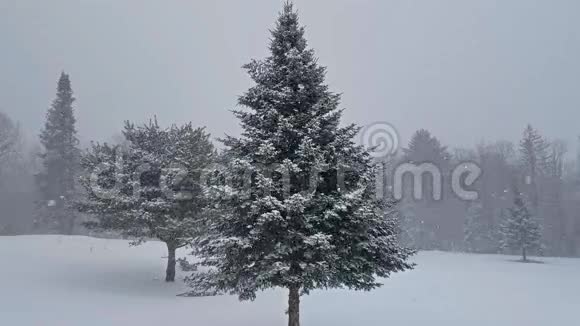 冬季雪与云杉和松树视频的预览图
