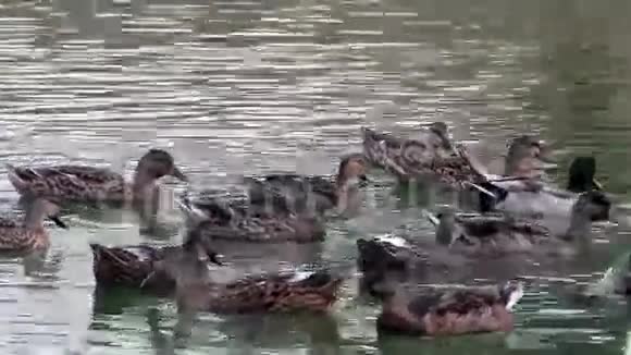 池塘里的野鸭视频的预览图