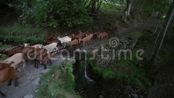 一群山羊用一条小瀑布穿过河流的尽头视频的预览图