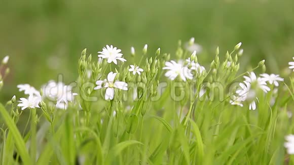 白色小雏菊花背景绿色视频的预览图