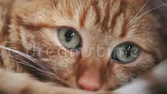 姜红猫睡着了视频的预览图