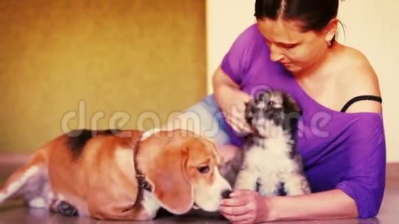 年轻的女性和两只可爱的狗在家里的层压板地板Instagram视频的预览图