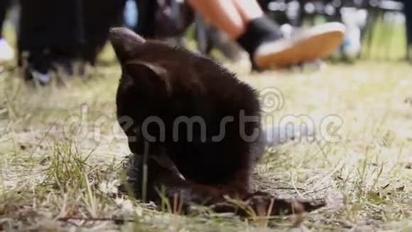 小黑猫可爱的小猫有趣的动物视频的预览图