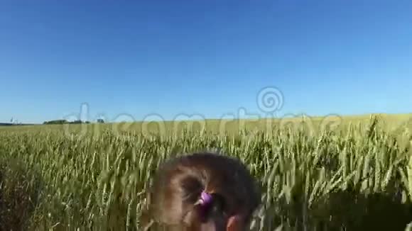 女孩走在麦田上又高又厚的小麦视频的预览图