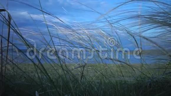 松针草长草随风飘动在风景园视频的预览图