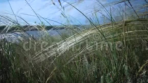 松针草长草随风飘动在风景园视频的预览图