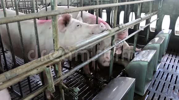 猪在猪场吃水视频的预览图