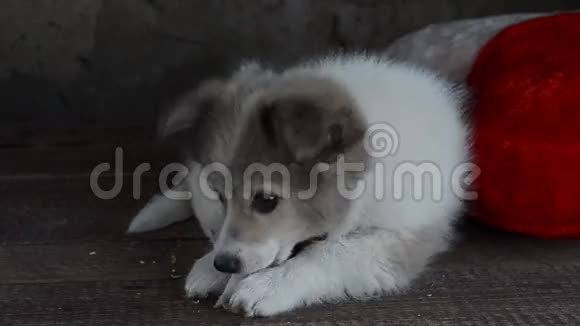 小狗躺在枕头旁边形状像心脏狗吃燕麦视频的预览图