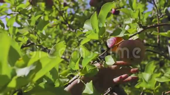 果园果树枝手摘苹果视频的预览图