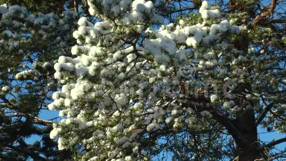 白雪覆盖的松枝映衬着蓝天视频的预览图