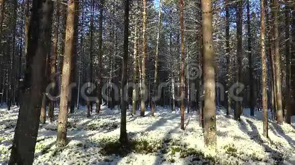 松树和杉树的森林和晴天的第一场雪视频的预览图