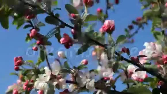 春天的心情盛开的苹果树视频的预览图