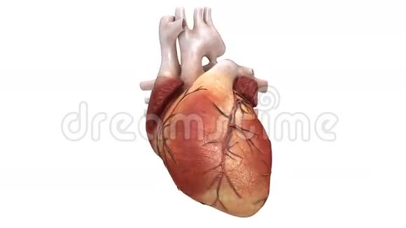 健康的人类心脏视频的预览图