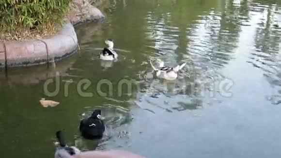 鸭子在池塘游泳野生动物野生候鸟一群美丽的鸟一群鸭子水鸟视频的预览图