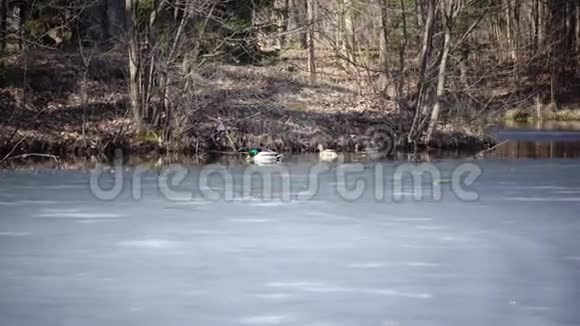 早春鸭子在薄薄的一层冰盖的湖面上散步视频的预览图