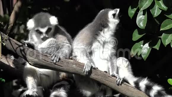 两只环尾狐猴坐在树枝上视频的预览图