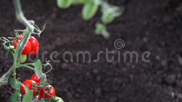 双手工作樱桃番茄的土壤治愈蔬菜园视频的预览图