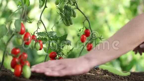 双手工作樱桃番茄的土壤治愈蔬菜园视频的预览图