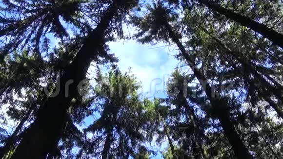 森林中的树梢镜头移动相机全景与斯塔迪加姆视频的预览图